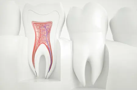 Zahn mit Füllung und Wurzelstruktur, Thema Endodontie bei Wurzelkanalbehandlung