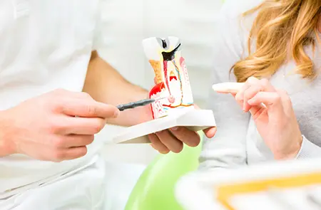 Zahnarzt erklärt einem Patienten die Wurzelbehandlung anhand eines Zahnmodells